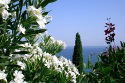 开云体育官方网站-杰伦·格林掌控比赛走势，森林狼逆转快船展现韧性