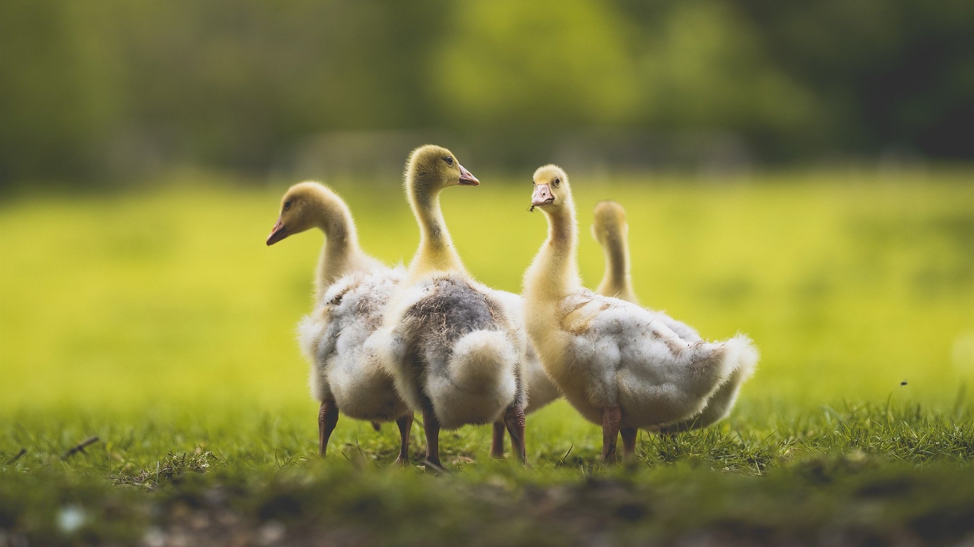 末节之王！戈麦斯导演逆转，尼斯主场力擒罗马